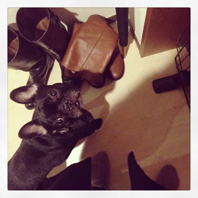 小堀紀代美さんのインスタグラム写真 - (小堀紀代美Instagram)「行かないでウルウル的モアナだけど、その後、靴を噛み噛みどころか、すっごい勢いでガブカブされる毎日。。。」1月30日 14時27分 - likelikekitchen