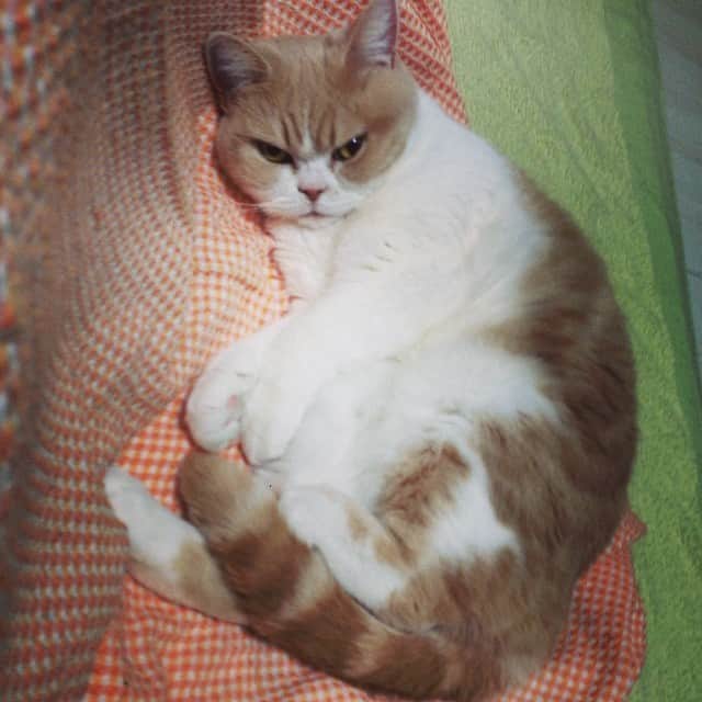 小雪のインスタグラム：「見たな…… #koyukicat #猫の小雪」