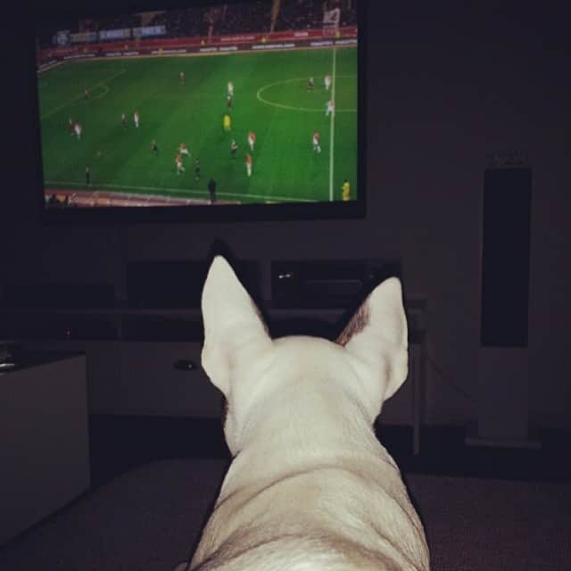 エディンソン・カバーニさんのインスタグラム写真 - (エディンソン・カバーニInstagram)「#theminibull watching ASM - PSG #allezparis #flacoooooo」2月10日 5時55分 - edinsoncavani_9