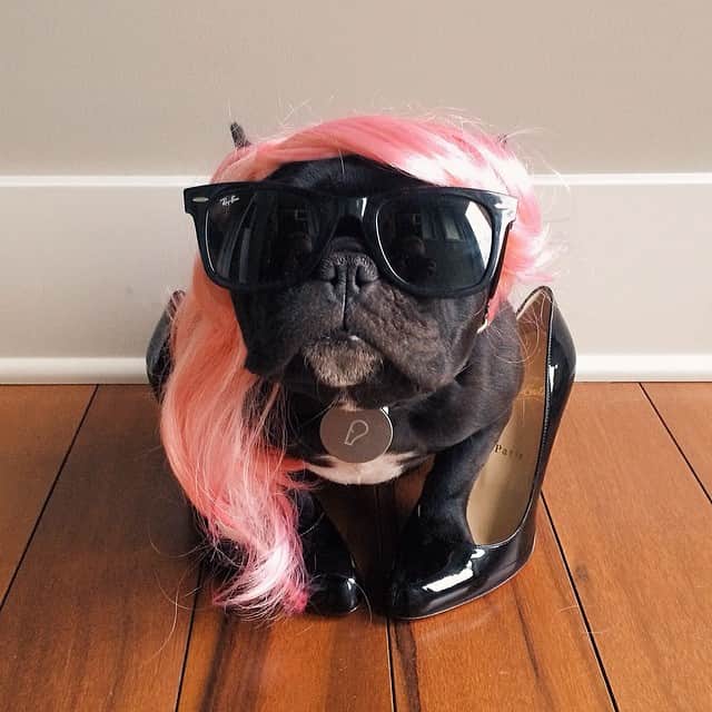 Trotterのインスタグラム：「What lady doesn't love to go out dancing? With this Valentine's Day outfit & my @whistlelabs, I'm ready to dance the night away. #dogslovewhistle」