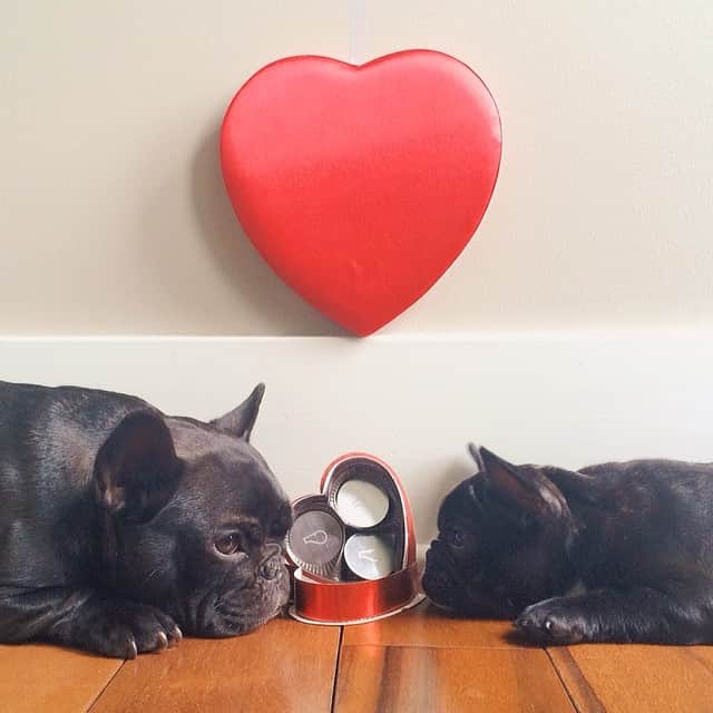 Trotterのインスタグラム：「Love is in the air. Happy Valentine's Day from me & @winter ❤️ @whistlelabs #dogslovewhistle」