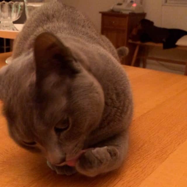 ミーちゃんのインスタグラム：「ちょいちょい#cat #猫 #catsofinstagram #catstagram #neko #グレ猫倶楽部 #russianblue」