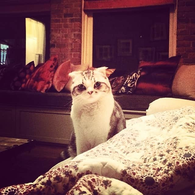 のインスタグラム：「I’m winning. #CatStaredown」