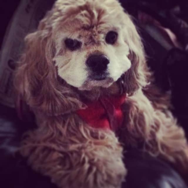 笛木優子のインスタグラム：「うちの犬ってなんかウケる、、、😑😑」