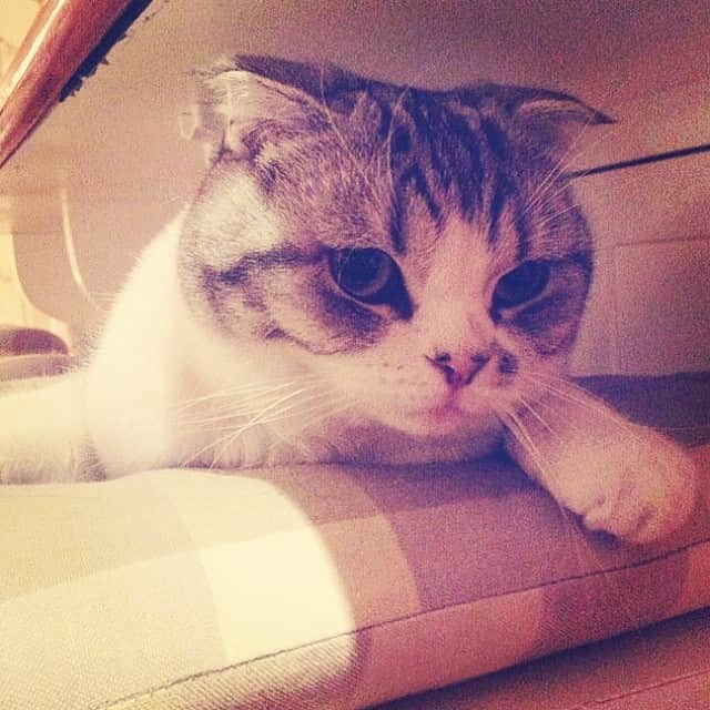 のインスタグラム：「Good morning 😸」