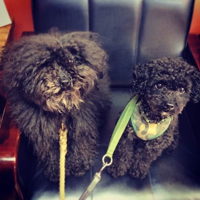 のインスタグラム：「Friendship🐶❤️ #zorro #siri #poodle #toypoodle #black #dog #friend #satie」