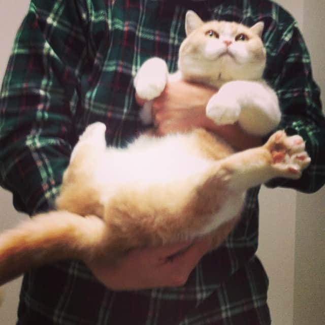 小雪のインスタグラム：「抱っこ嫌いな猫＋抱っこ下手な人」