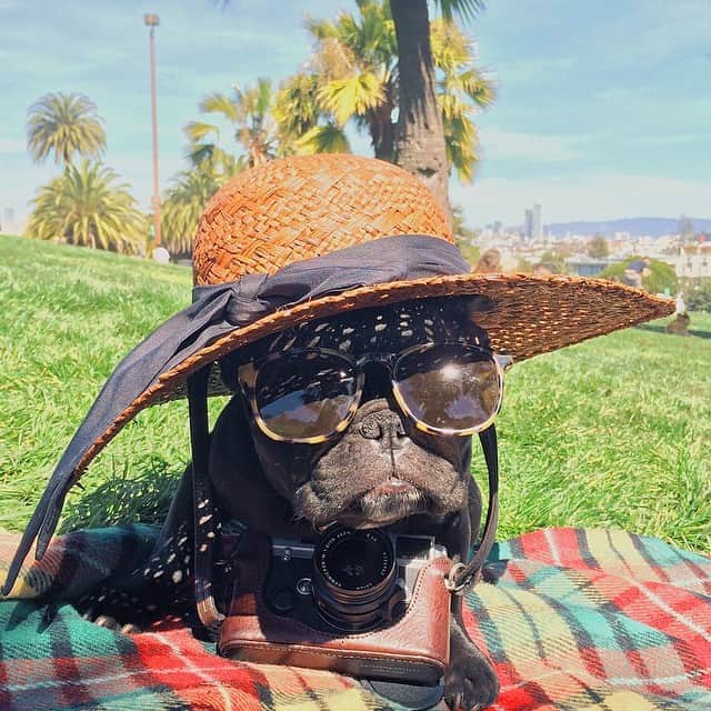 Trotterさんのインスタグラム写真 - (TrotterInstagram)「Pass the sunscreen. And a margarita.」3月20日 5時58分 - trotterpup