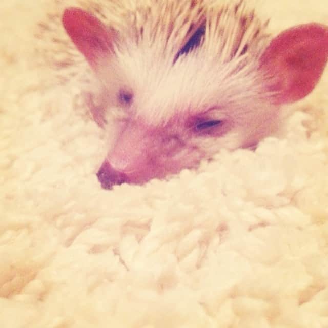 玉城ティナさんのインスタグラム写真 - (玉城ティナInstagram)「#mochio #hedgehog #pet #sleep #lastnight」4月17日 10時53分 - tinapouty