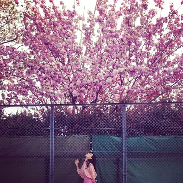 田沢美亜さんのインスタグラム写真 - (田沢美亜Instagram)「ピンク日和。 #pink #doublecherryflower  #cherryblossom #pinkflower #spring #springintokyo #tokyolife #tokyo #八重桜 #ピンクのお花 #春 だね」4月17日 14時58分 - miatazawa