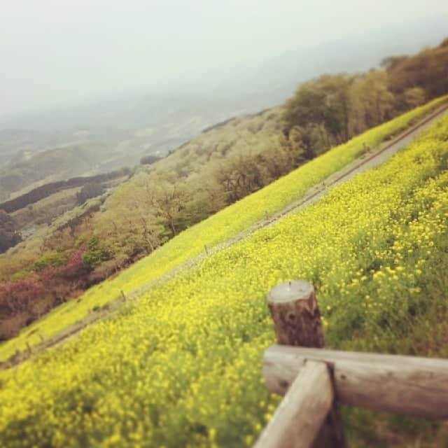 新井郁花さんのインスタグラム写真 - (新井郁花Instagram)「春だなぁ〜癒される！♪」4月17日 23時32分 - araifumika