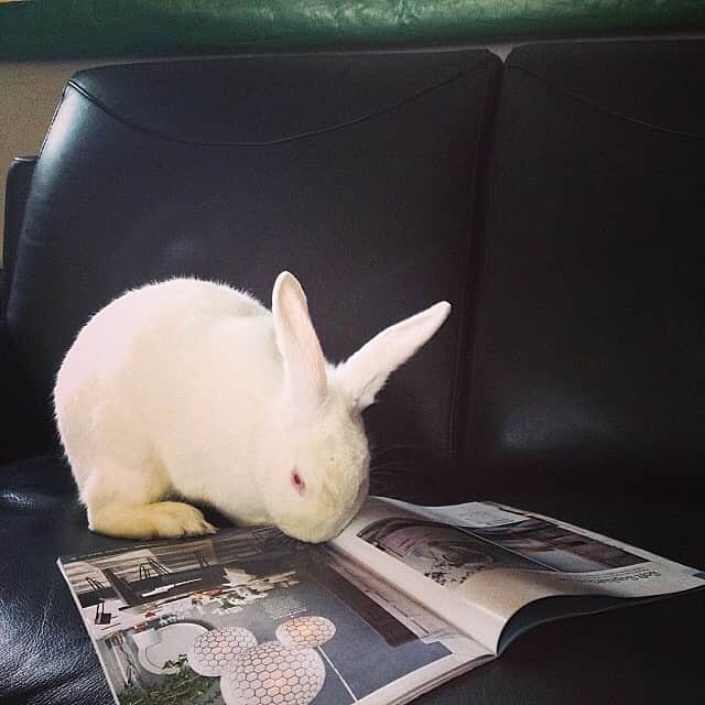 west elmさんのインスタグラム写真 - (west elmInstagram)「Have a great #Easter weekend, everyone! Thanks to @thatcanmarie for revealing that bunnies find our catalog irresistible. Go figure. #westelm #regram」4月19日 6時15分 - westelm