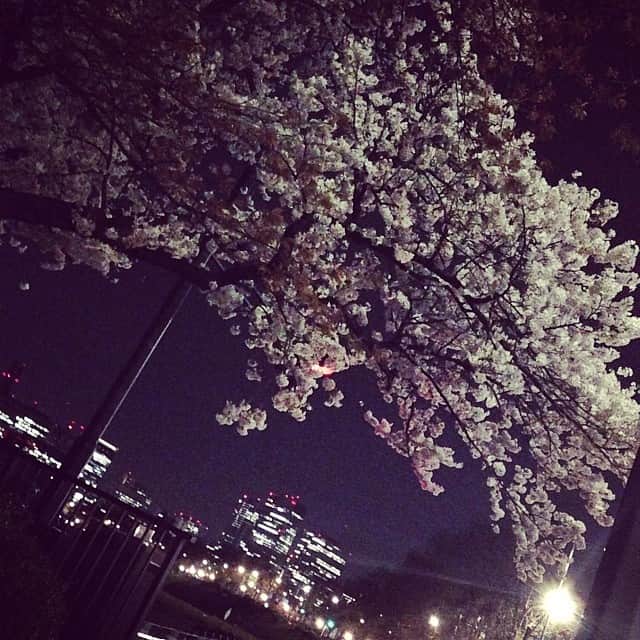 笛木優子のインスタグラム：「夜桜🌸🌃キレイ」