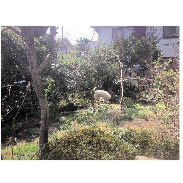 大橋海人さんのインスタグラム写真 - (大橋海人Instagram)「犬と庭でまったり まったりしちゃいけないけど、まったり」4月1日 13時33分 - kaitoohashi