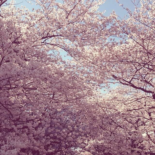 田沢美亜さんのインスタグラム写真 - (田沢美亜Instagram)「Tokyo cherry blossom in full bloom🌸 #tokyolife #tokyo #桜 #spring #springflower」4月1日 16時20分 - miatazawa