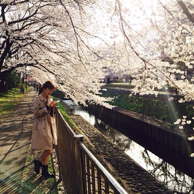 笛木優子のインスタグラム：「満開💕✨」