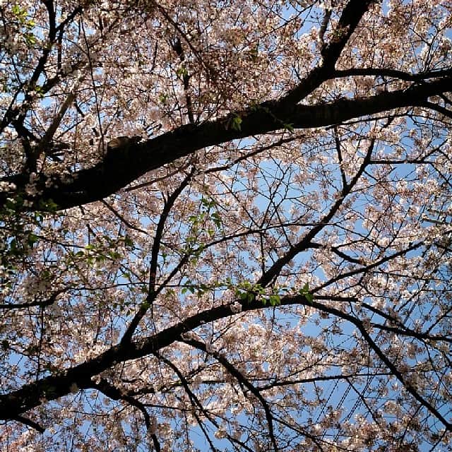 新井郁花さんのインスタグラム写真 - (新井郁花Instagram)「絵に描いたような綺麗さ！」4月7日 11時44分 - araifumika
