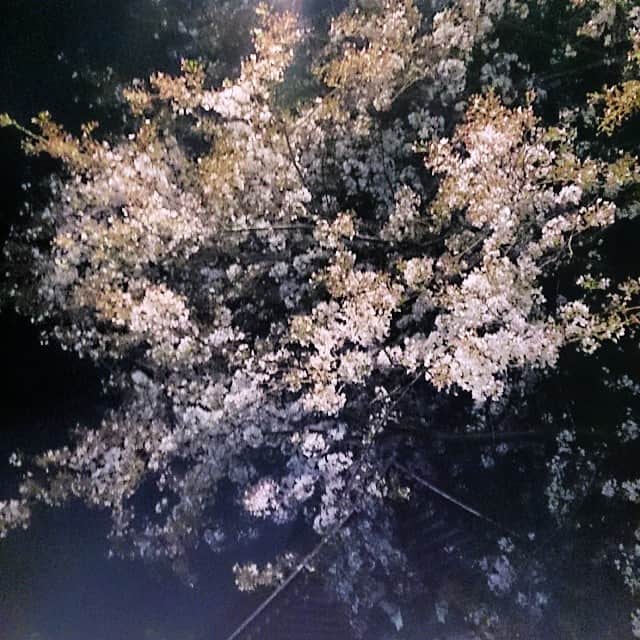 のインスタグラム：「夜桜🌸🌸」
