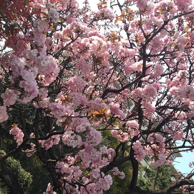 笛木優子のインスタグラム：「ピンク🌸 もう見納めかな‥‥」