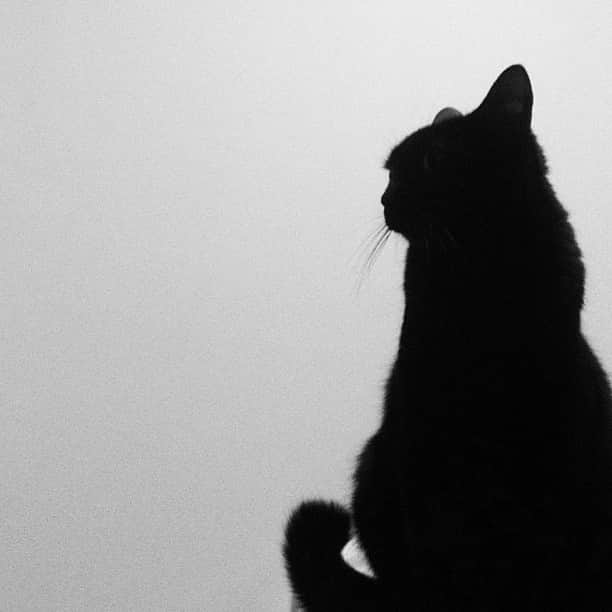 のインスタグラム：「今日は、ねこ以上にコタツで丸くなった一日でした(●ˆ◡ˆ●) #廃人 #cat #猫 #ねこ #ねこら部 #ねこ部 #neko #catsofinstagram #黒猫 #blackcat #クロネコ部」