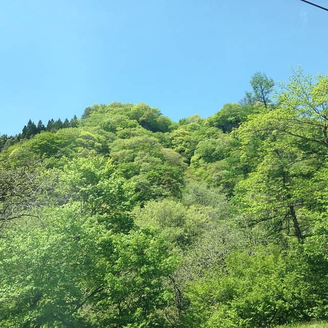 笛木優子のインスタグラム：「新緑の季節ですな🌿🍃🌳キレイ過ぎるグリーン。」