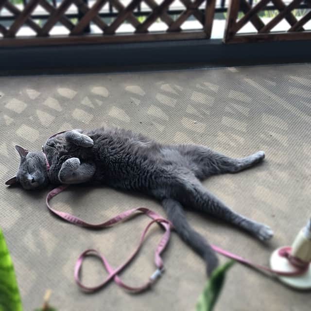 のインスタグラム：「ただいまー！」
