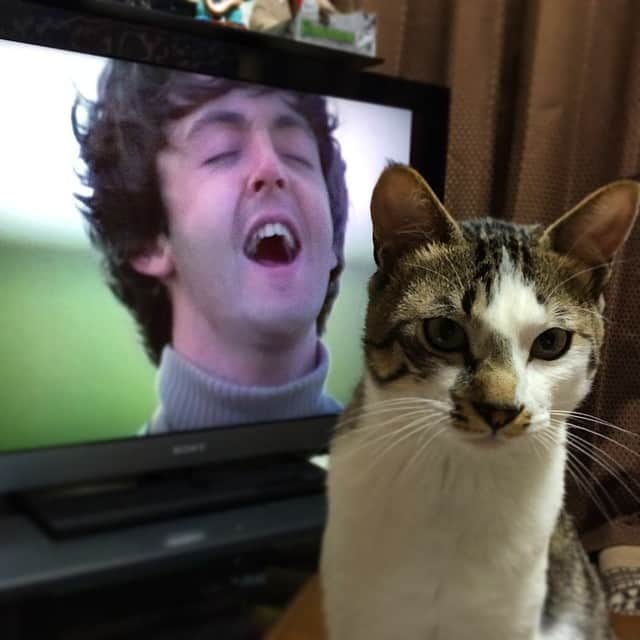 のインスタグラム：「#paulmccartney」
