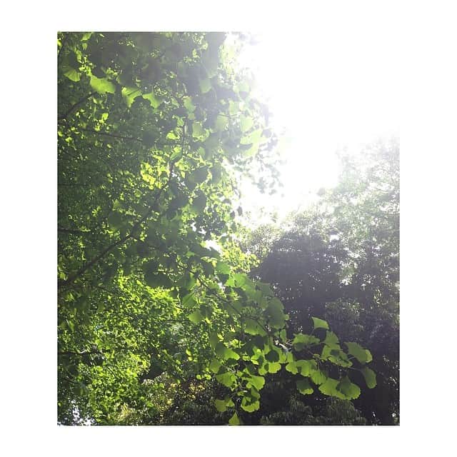 西山真以さんのインスタグラム写真 - (西山真以Instagram)「銀杏の葉に、太陽が透けた色がすき。一年でいちばんすきな季節。 #green #tree #may」5月14日 14時39分 - mai0830