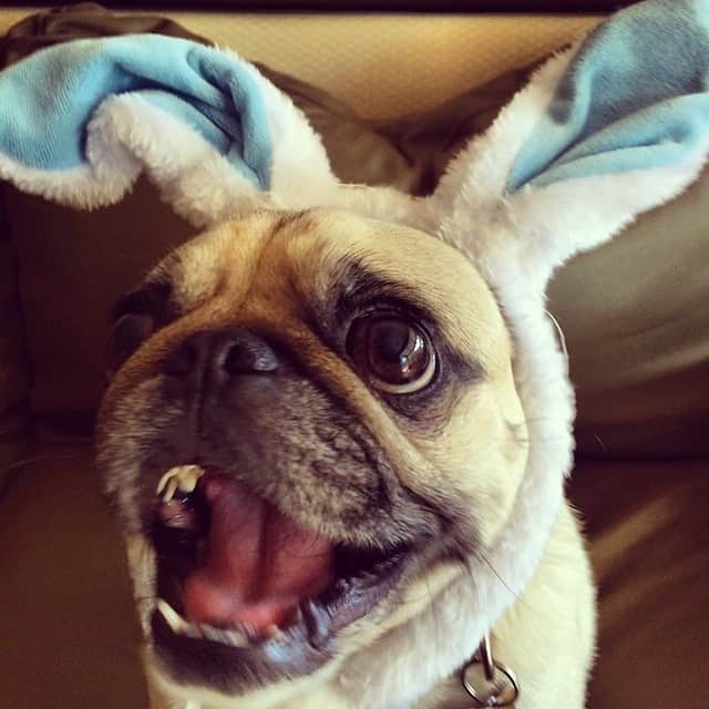 ロビン・ウィリアムズのインスタグラム：「Happy Easter from the Easter Pug!  #leonard」