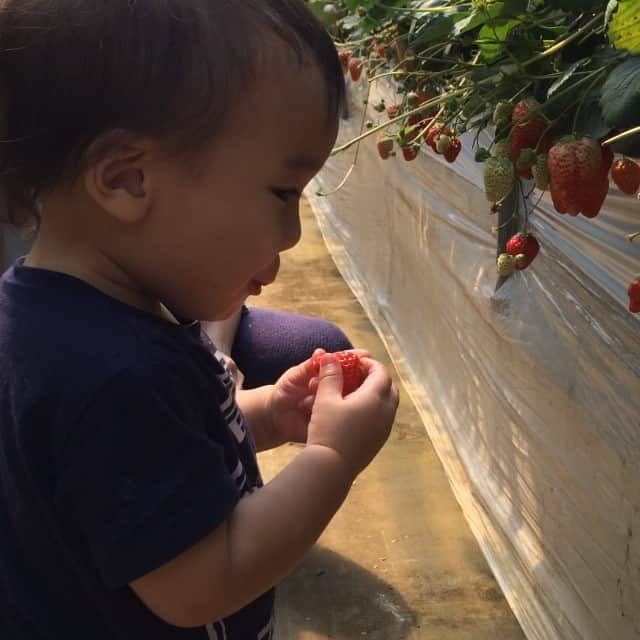 吉田愛李のインスタグラム：「こないだのイチゴ狩り楽しかったなー♡はやくあったかくならないかなー」