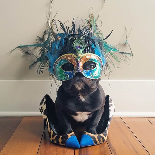 Trotterのインスタグラム：「🎶Live fast, trot hard, bad dogs do it well🎶」
