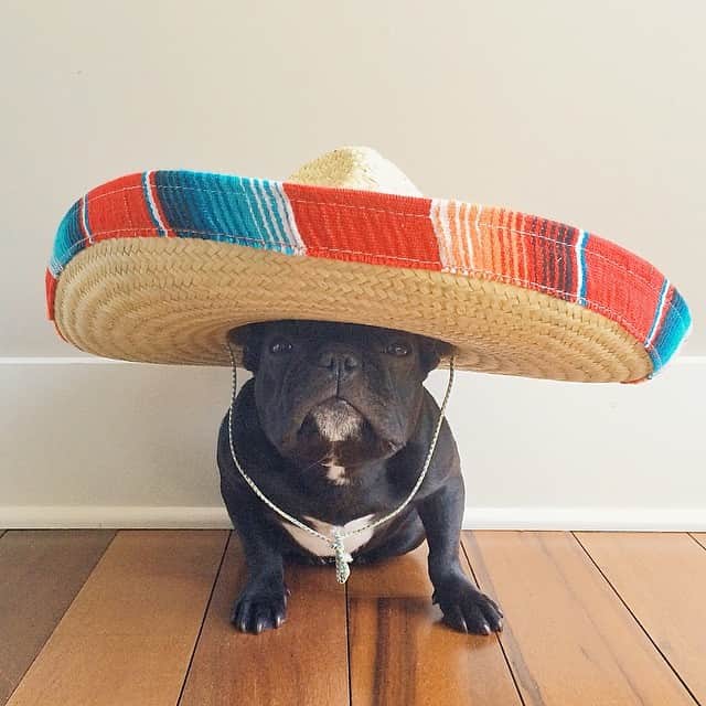Trotterのインスタグラム：「Happy Cinco de Mayo 💃」