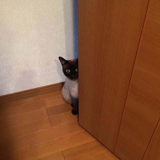 kowponのインスタグラム