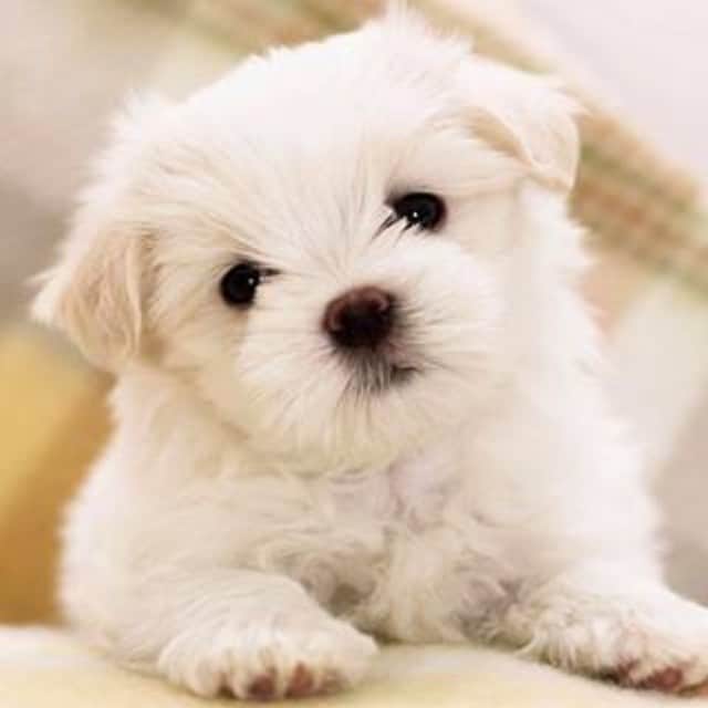 リア・ディゾンさんのインスタグラム写真 - (リア・ディゾンInstagram)「#my #selfie #cute #puppy #selfieforyou #daytime #explore #pet #petlover #puppylove #girl #single #snow #white #lol #likebackteam #instalike #igdaily」5月20日 17時35分 - leah_mila