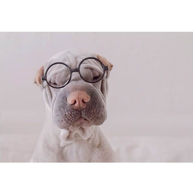 annie&pADdinGtoNさんのインスタグラム写真 - (annie&pADdinGtoNInstagram)「Mummy didn't even come home for lunchtime cuddles today #badmummy #sad #puppy #paddington #sharpei #dogsofinstagram #wrinkles #weeklyfluff #glasses #silly」5月21日 16時00分 - anniepaddington