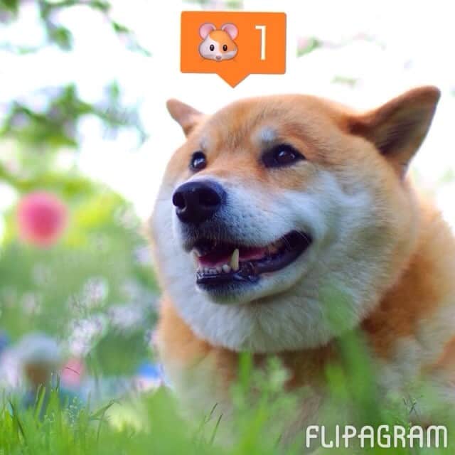 モルのインスタグラム