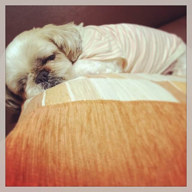 藤本美貴さんのインスタグラム写真 - (藤本美貴Instagram)「この寝顔たまりません。  #姉#犬#シーズー#寝顔#たまらん」6月2日 0時51分 - mikittyfujimoto