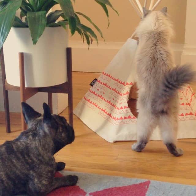 のインスタグラム：「Afternoon Rearranging with Unlikely Friends.  #Cattipi  #ALittleToTheLeft  #BFF #UnlikelyFriends」