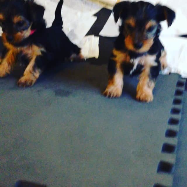 アンジェリーク・アバチキナのインスタグラム：「@max_shpil 😉 #puppie #puppies #cute #play #dog #yorkshire #terrier #chiot」