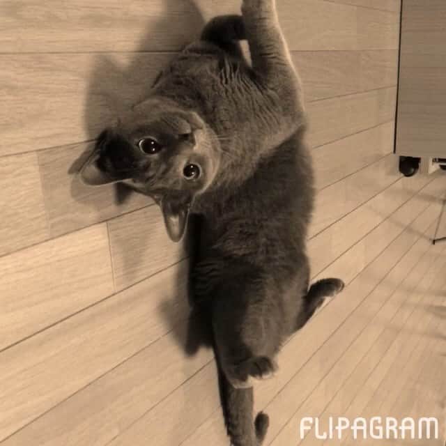 ミーちゃんのインスタグラム：「アマポーラ #flipagram @flipagram で作成しました ♫ 音楽: 山下達郎 - AMAPOLA #cat #猫 #catsofinstagram #catstagram #neko #グレ猫倶楽部 #russianblue」