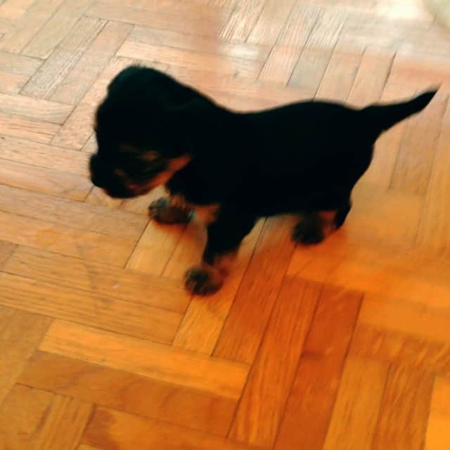 アンジェリーク・アバチキナのインスタグラム：「Ses premiers pas ❤️🐶 #first #steps #puppies #puppie #cute #adorable #premierpas #chiot #yorkshire」
