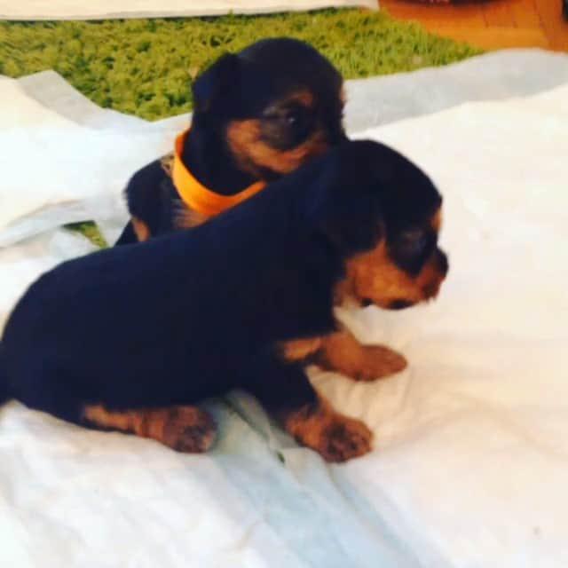 アンジェリーク・アバチキナのインスタグラム：「Playing 😍💚🐶 #puppie #puppies #playing #cute #chiot #missthem #yorkshire」
