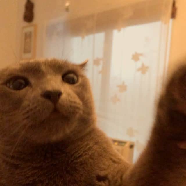 ミーちゃんのインスタグラム：「猫パンチごっこ😊#cat #猫 #catsofinstagram #catstagram #neko #グレ猫倶楽部 #russianblue」