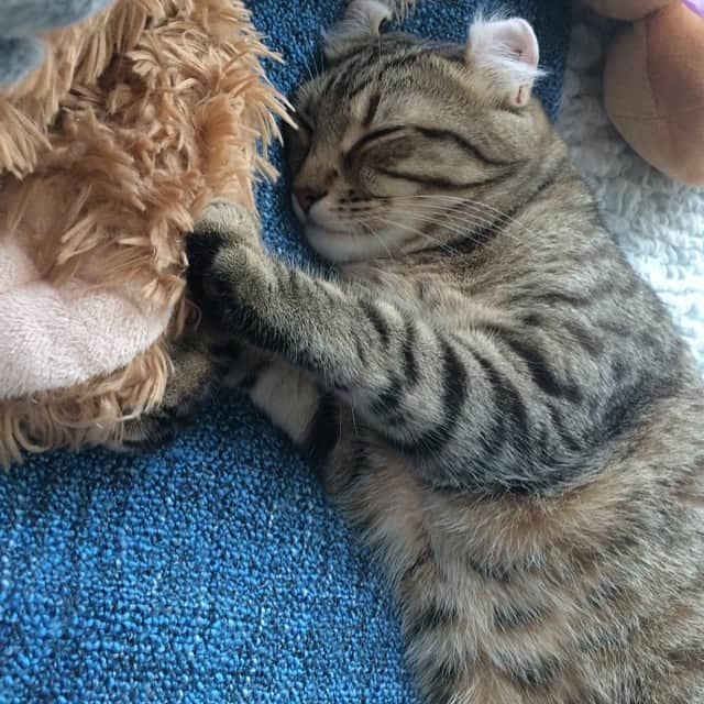 Bambiさんのインスタグラム写真 - (BambiInstagram)「そろそろぼくはママと一緒に寝るね🐱おやすみなさーい💤💤」6月19日 0時30分 - bambi_0506