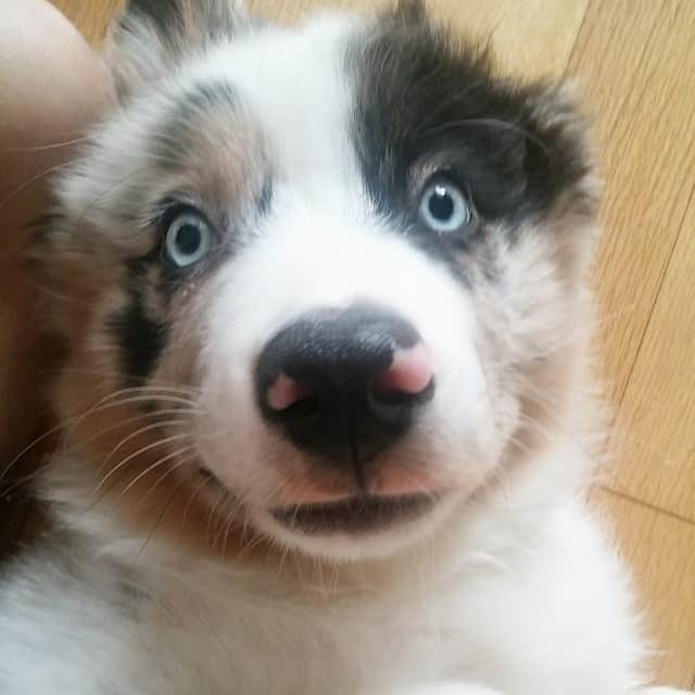 チョン・ニコルさんのインスタグラム写真 - (チョン・ニコルInstagram)「who ate the carrot ?! #njDuke #australianshepherdofinstagram #australianshepherdpuppy #australianshepherd #aussielove #instaussies #carrot #bluemerle #bluemerleaussie #오스트레일리안셰퍼드 #오시」6月21日 14時58分 - nicole__jung