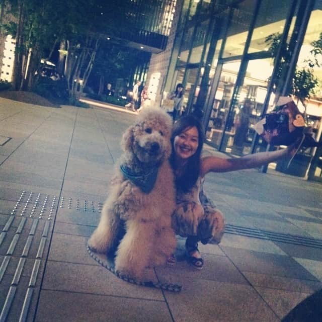 笛木優子のインスタグラム：「これもめっちゃかわいいやろ🐩 注 私の犬ではありません😅」