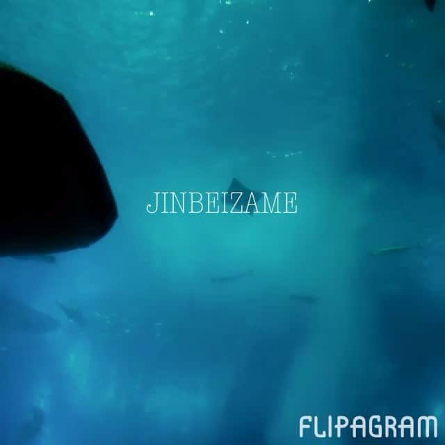 ミーちゃんのインスタグラム：「美ら海水族館にて。」