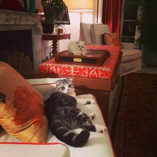 メレディス（テイラースウィフト）のインスタグラム：「Mom, do you mind? @oliviabswift @taylorswift」