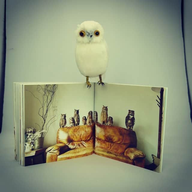nocotoさんのインスタグラム写真 - (nocotoInstagram)「このページの撮影大変だっただろうなあ〜と思いながら一羽足しておきました。写真集「ふくろうデイズ」発売中。  よい週末をお過ごしください！ #owl #ふくろうデイズ #book #nocoto_store」7月4日 18時36分 - nocoto_store