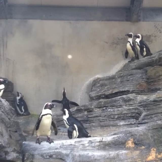 中井ノエミのインスタグラム：「crazy penguin🐠🐟🐬😂😂 #mynewbestfriend #penguin #crazy #aquarium #random #cuteanimal #funnyvideo #hahaha」